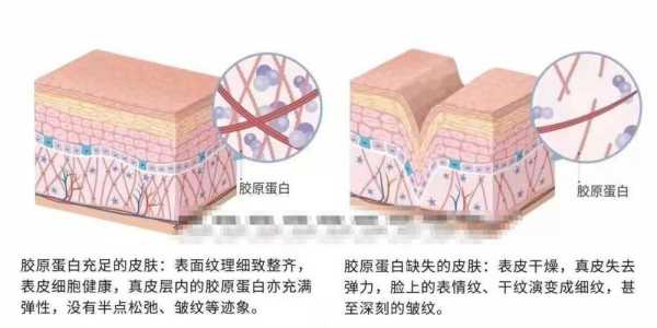 什么是胶原蛋白1型（i型胶原蛋白结构）