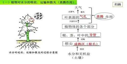 什么植物吸收一氟二氯乙烷（什么植物吸收氯气）