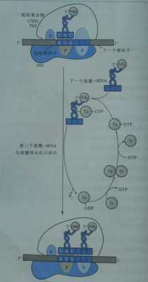 核糖体结合位点叫什么（核糖体结合位点是什么）