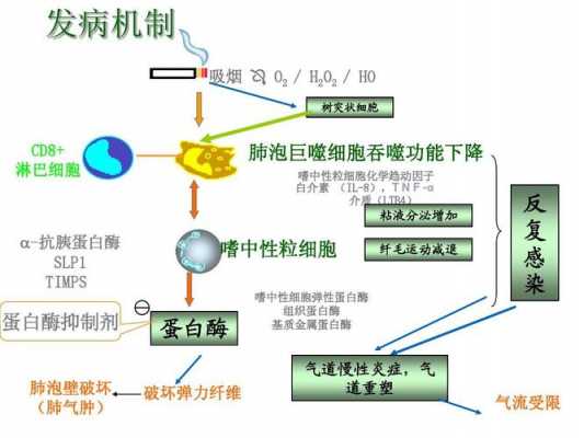 为什么肝脏有过氧化氢酶（肝细胞有过多的过氧化氢）