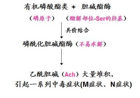 为什么阿托品在解救有机磷（为什么解救有机磷中毒时,阿托品过量不可用新斯的明）