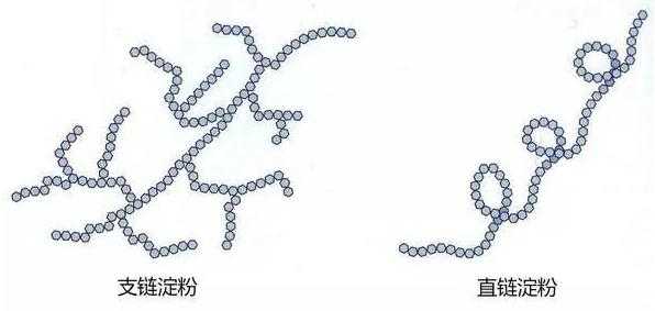 为什么淀粉有支链（淀粉是链状的吗）