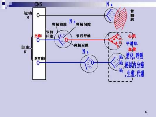 硫代乙酰胆碱可与什么反应（硫代乙酰胆碱可与什么反应生成）