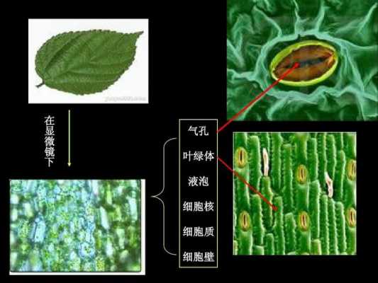 叶绿体有什么颜色（叶绿体是绿色吗）