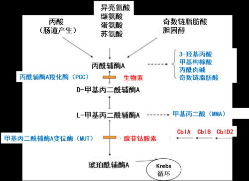 3羟基丙酸高是什么病（3羟基丙酸略高什么意思?）