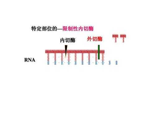 内切酶的hf代表什么意思（内切酶后面的hf是什么意思）