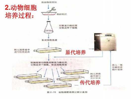 细胞培养中的双抗是什么（细胞培养中的双抗是什么意思）