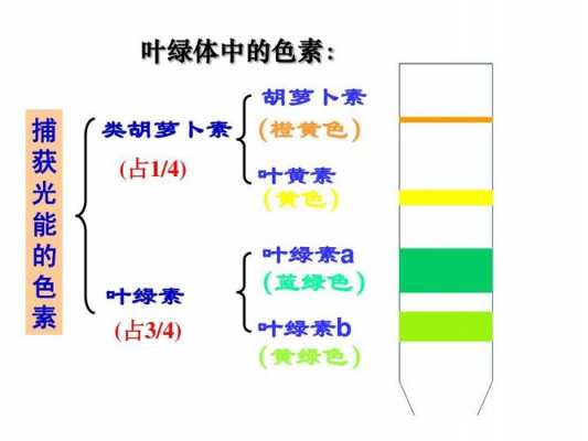 叶绿素ab的比值为什么小于一（叶绿素a和叶绿素b比值不等于31的原因）