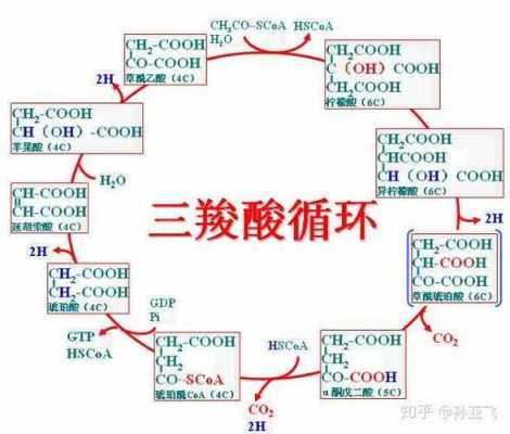 三翔酸是什么（三羧酸的作用）