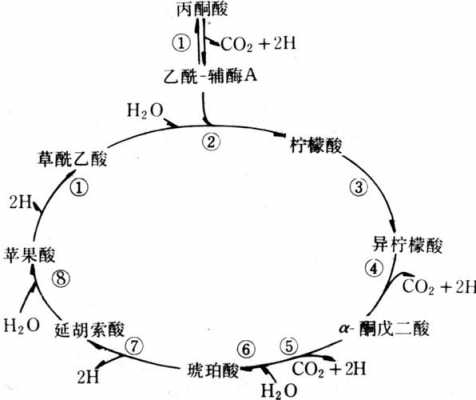 krebs溶液起什么作用（krbb溶液）