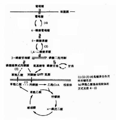 异戊烯醇是做什么的（异戊烯醇对人体的危害）