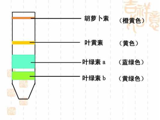 叶绿素ab分别是什么颜色（叶绿素a和叶绿素b的颜色）