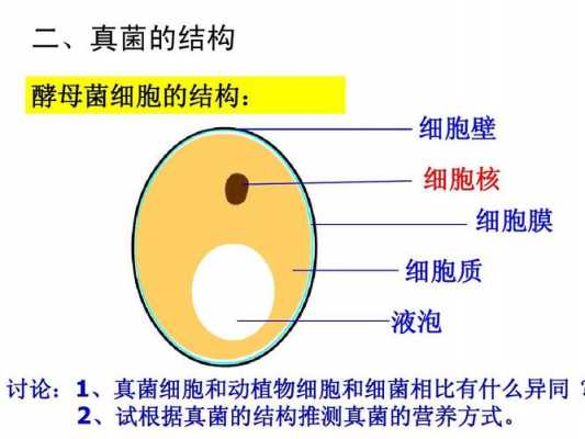 真菌细胞壁成分为什么（真菌细胞壁成分为什么是细胞膜）