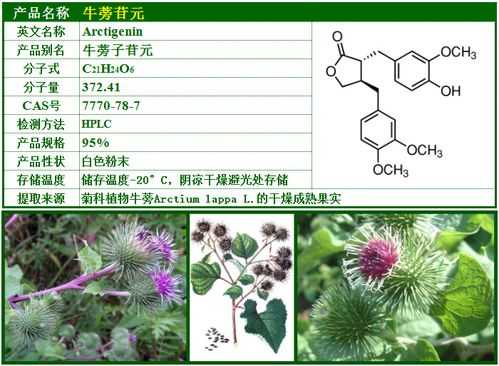 牛蒡苷元属于什么类（牛蒡甙元）