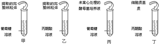 培养液为什么要加丙酮酸钠（培养液为什么要加丙酮酸钠溶液）