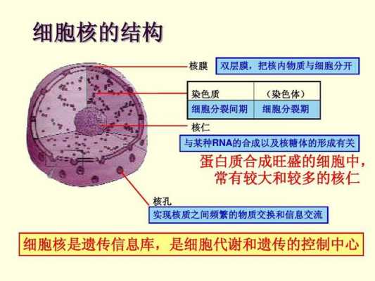 为什么核糖简写为c5h10o5（核糖体中为什么有核酸）