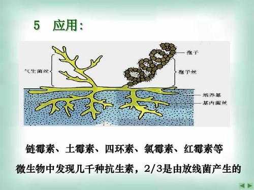 什么叫双氢链霉素（双氢链霉素和硫酸链霉素区别）