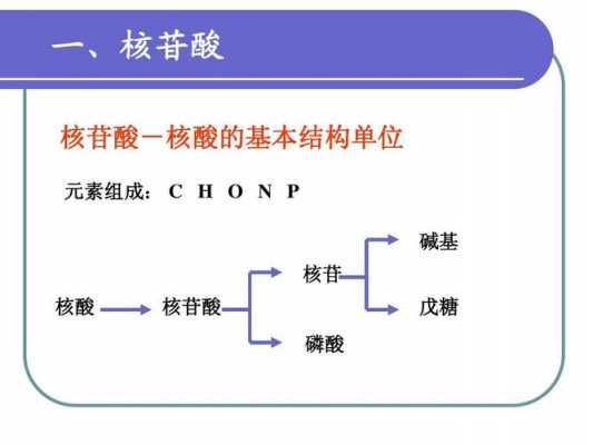 核酸的主要组成元素是什么（核酸的主要组成成分是什么）