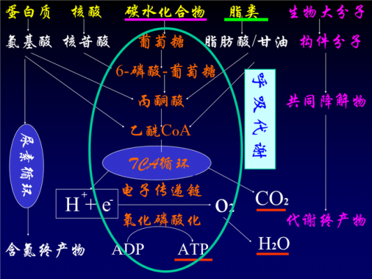 细胞为什么需要丙酮酸钠（细胞为什么需要丙酮酸钠溶液）