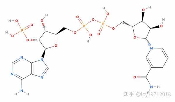 还原性辅酶二又叫什么（还原性辅酶一和二是什么）