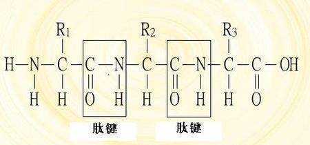 乙酰基四肽是什么（乙酰基四肽3副作用）