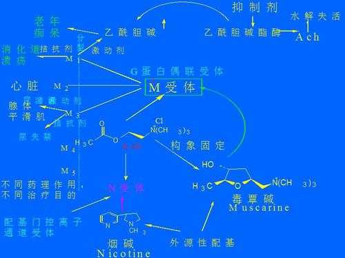 氯化酰胆碱可用什么合成（氯化乙酰胆碱作用机制）