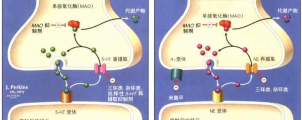 单氧化物酶B是什么（单胺氧化酶b的底物是）