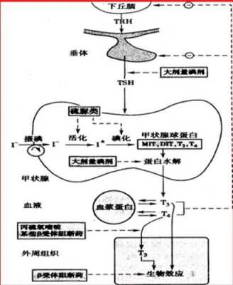 4-硫尿嘧啶有什么应用（硫尿嘧啶可抑制甲状腺素的合成）