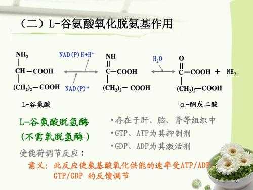 pht-谷氨酸什么作用（l谷氨酸）