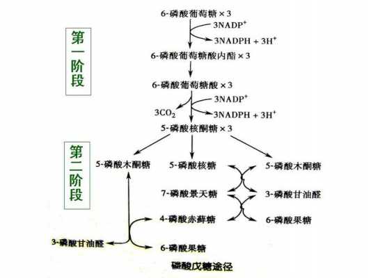 核糖与脱氧核糖是什么（核糖和脱氧核糖的主要区别）