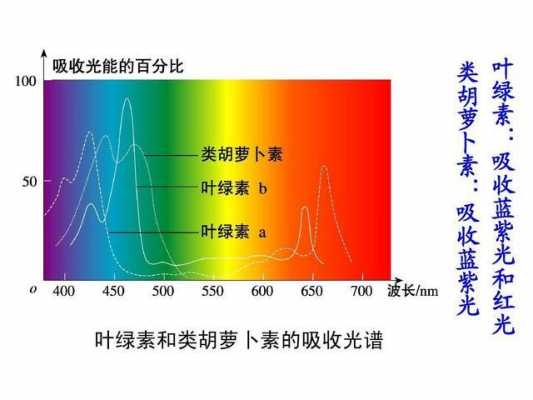 色素各吸收什么光（色素对光的吸收）