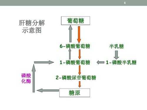 糖原分解发生在什么部位（糖原分解产生什么）