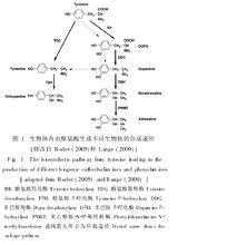 章胺盐酸盐干什么的（章鱼胺盐酸盐的合成路线?）