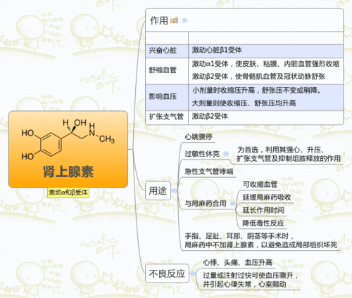 肾上腺素属于什么结构（肾上腺素的结构及主要临床用途）