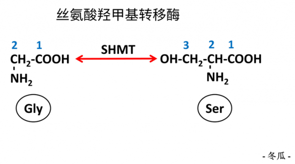 甘氨酸加热分解成什么（甘氨酸如何溶解）