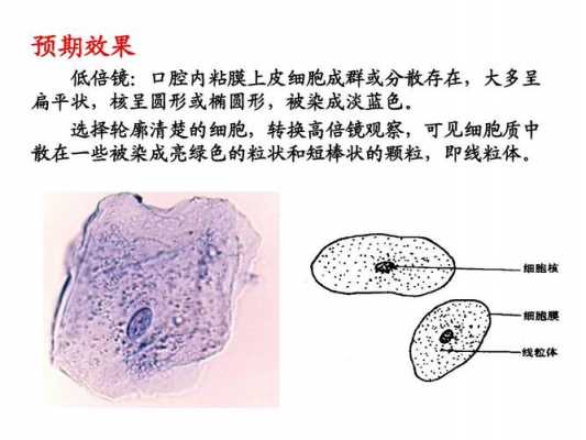 为什么詹纳斯绿B对线粒体特异性染色（为什么用詹姆斯绿b特异性染色线粒体）