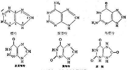 什么是化学嘌呤结构式（嘌呤化学性质）