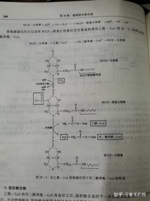 N乙酰B氨是什么意思（n乙酰基阳性什么意思）