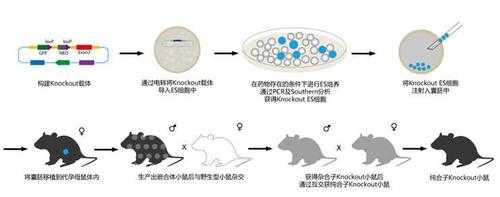 重组小鼠是什么（重组 cho）