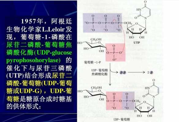 udp葡萄糖是什么（葡萄糖iupac名）