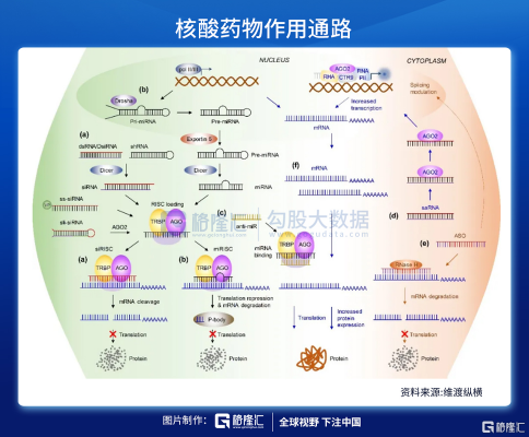 核酸抑制剂是什么（抑制核酸生物合成的药物主要作用在）