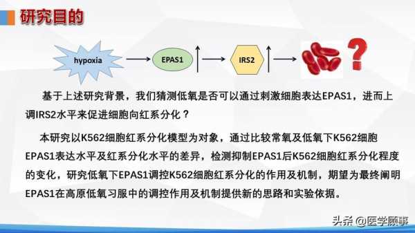 hif1a抗体叫什么（ha抗体是什么）