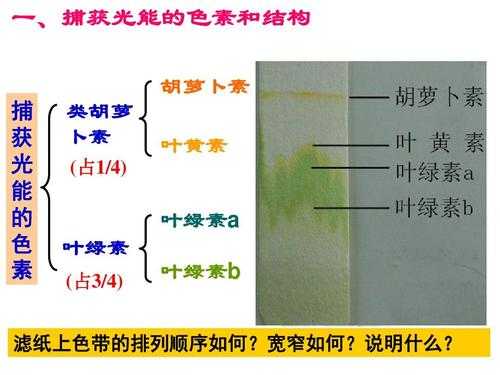 叶绿素含量包括什么颜色（叶绿素含量与叶片颜色）