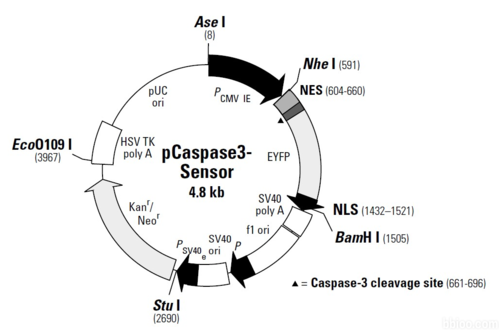 CaS03是什么意思（caspase3是什么）