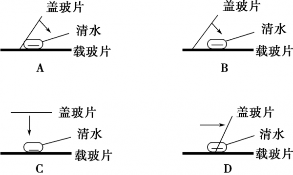 擦拭载玻片盖玻片有什么（擦拭载玻片盖玻片有什么影响）