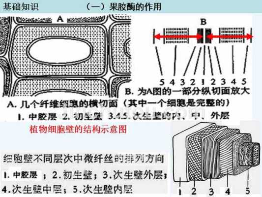 果胶酶什么结构（果胶酶的解释）