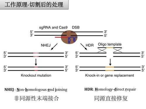 分子生物学cas是什么（生物中cas是什么意思）