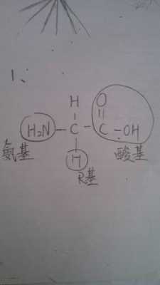 为什么r基中有氨基和羧基（r基中可以有氨基和羟基吗）