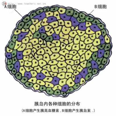 被染色的部分是细胞的什么（能被染色的细胞结构）