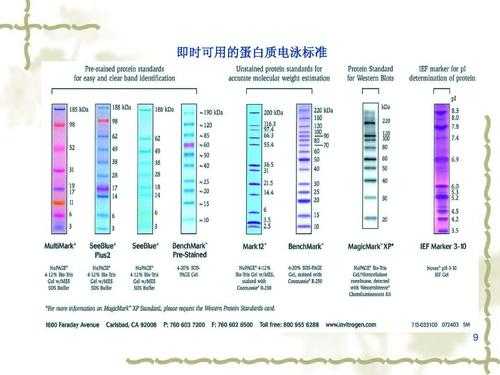 电泳分辨率什么意思（电泳分离效果）